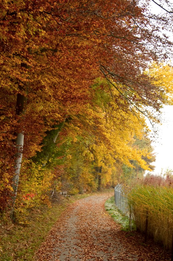 Colorful Path