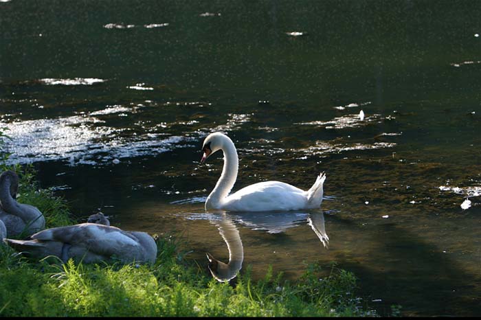 Father Swan
