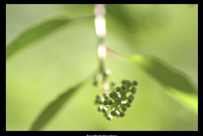 Gentle Weed