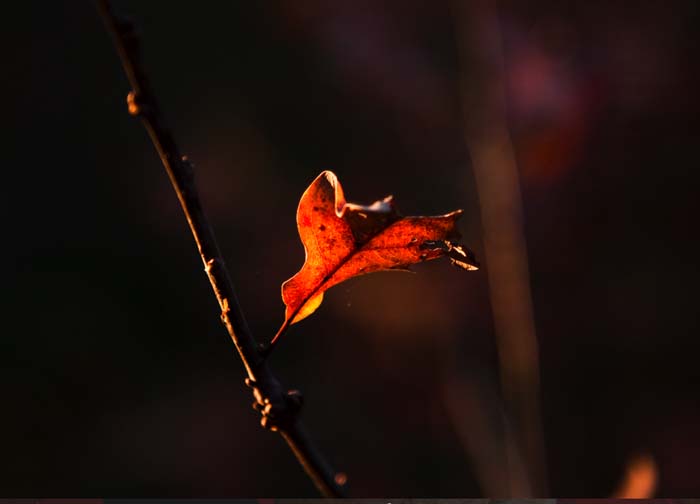 Lone Leaf