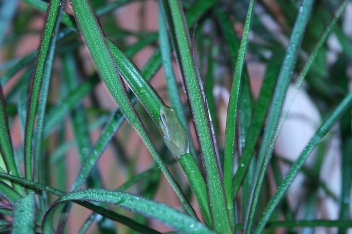 Tree Frog