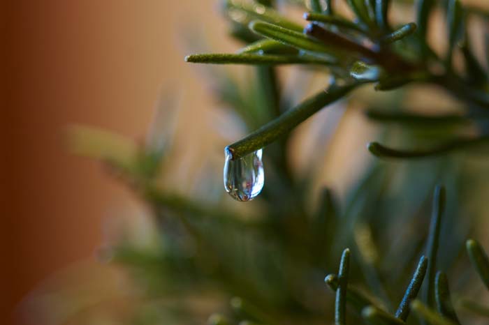 Water Drop