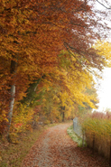 Colorful Path