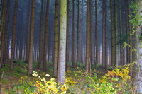 Tall Trees