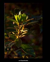 Early Azalea