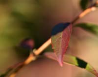 Forsythia