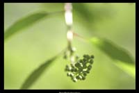 Gentle Weed