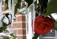 Icicle