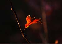 Loan leaf