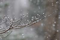 Snow on Dogwood