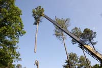 Tree Trimming