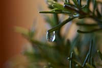 Water Drop