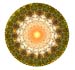 BlackEyedSusans